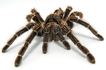 Tarantula Grammostola porteri isolated on white background