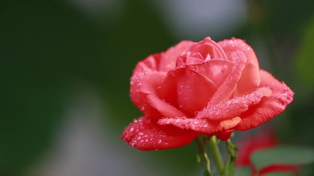 Beautiful pink red flowers with water drops in the garden. Rose in the rain dew, close up, dynamic scene, toned video, 50fps
