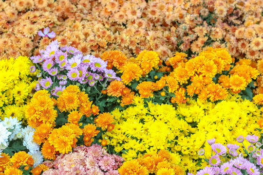 Various of colorful fancy flowers, gypso, benjamas flower