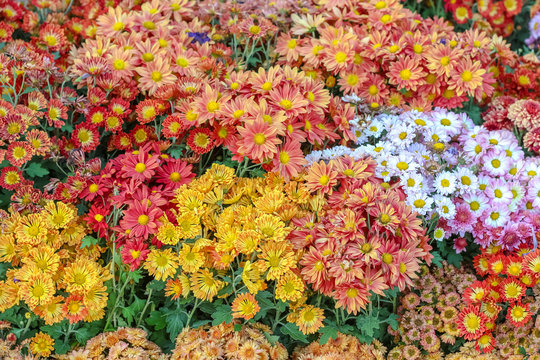 Various of colorful fancy flowers, gypso, benjamas flower