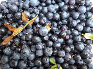 a forest black currant with leaves, growing in the mountains. Natural background.