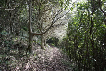 Naklejka premium Interesting trees path