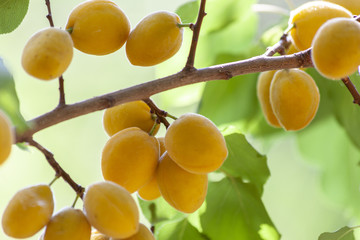 Apricots in the sun. Juicy fruit on the branches of trees. Ripe apricot is ready for harvesting.