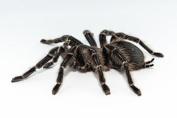 Tarantula Grammostola porteri isolated on white background