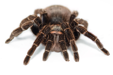 Tarantula Grammostola porteri isolated on white background