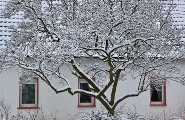 house and trees in the snow
