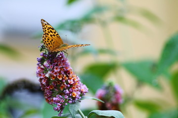 Regal fritillary butterfly on buddleia flower against blurry garden background.