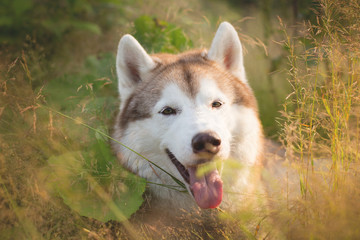 Close-up Portrait of Cute beautiful beige and white siberian husky dog is in the green grass at sunset