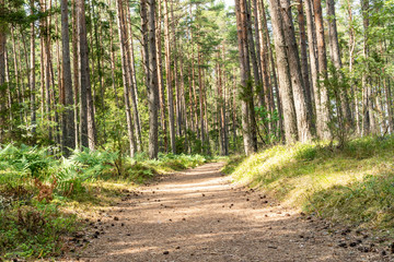 The road through the pine forest