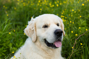 Profile portrait of beautiful and funny golden retriever dog sitting in the buttercup field in summer