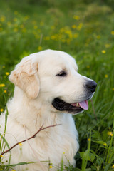 Close-up portrait of gorgeous white dog breed golden retriever in the green grass and flowers background
