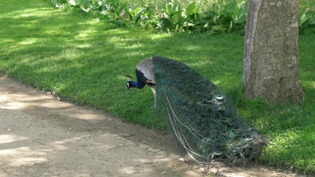 Blue Peacock Walking In Public Park. Peacock is undoubtedly one of the most attractive birds with a characteristically long and flashy tail feathers.