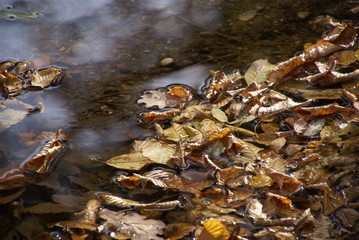 Herbstlaub im Wasser 51