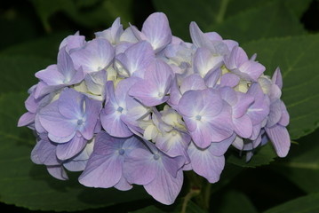 Hortensie 56 blau Hydrangea