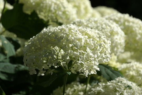 Hortensie wei&szlig; 372 Hydrangea