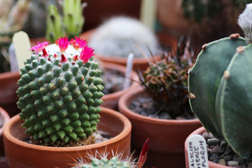 A Mammillaraia Polythele Nuda cactus in flower