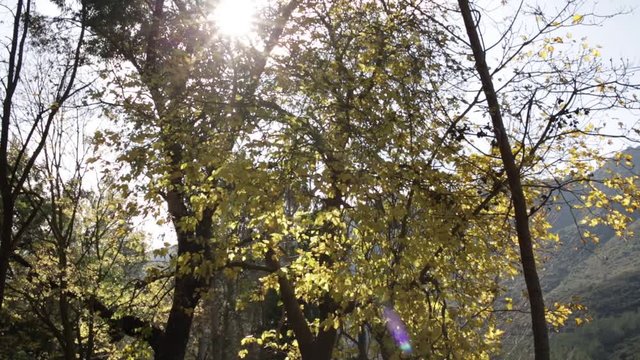 Bosque
