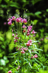 Fototapeta premium Pink Wild Flower