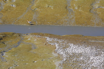 Bird walking along dirty creek