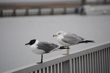 Pair of Seagulls