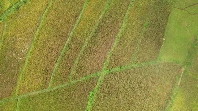 spider rice field. Aerial shot in ruteng. indonesia.