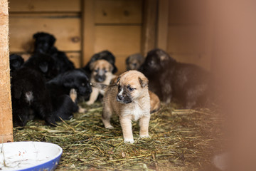 Fototapeta na wymiar Shelter for homeless abandoned puppies, waiting for a new owner