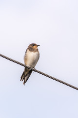 Swallow bird (Hirundo rustica) on the wire