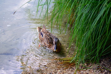 Ente am Seeufer