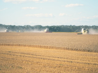 Fototapeta na wymiar Wheat Harvesting with Combine Harvesters