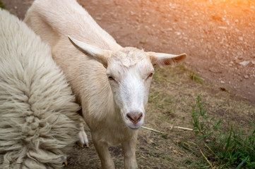 A white goat in the mountains of the Altai grazes on a green meadow near the grass on a bright autumn day