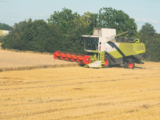 Wheat Harvesting with Combine Harvester