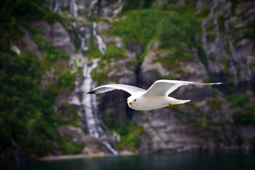 Möwe in Fjord