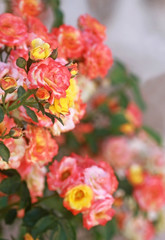 pink and yellow rose, close-up