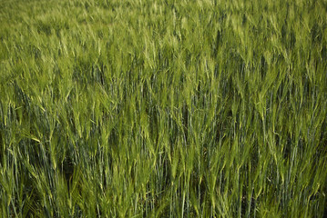 Hordeum vulgare