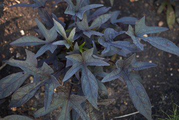 Ipomoea sweet Caroline