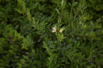 Lonicera nitida