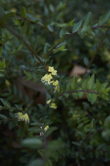Lonicera nitida