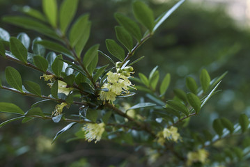 Lonicera nitida