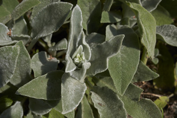Stachys byzantina