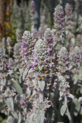 Stachys byzantina