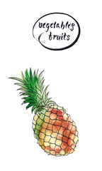 Fresh pineapple, hand drawn watercolor illustration