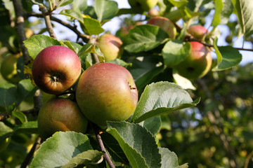 Apples growing on an apple tree in Summer