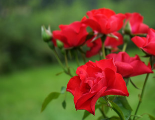 Obraz premium Roses are red on a green background.