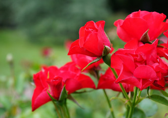 Fototapeta premium Roses are red on a green background.