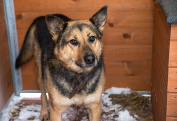 Abandoned dog in the kennel