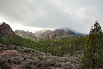 Beautiful mountains and forest landscape on Canary Islands