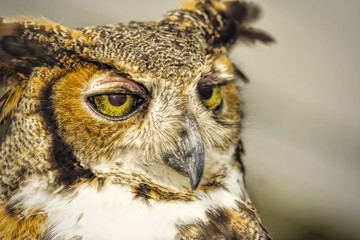 Great Horned Owl