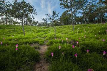 Siam Tulip field in the foggy morning at Pa Hin Ngam National Park, Chaiyaphum, Thailand