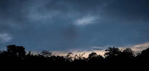 silhouette tree canopy in dark blue cloudy sky at dusk