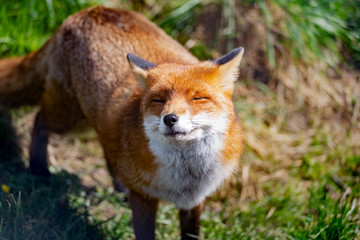 European Red Fox